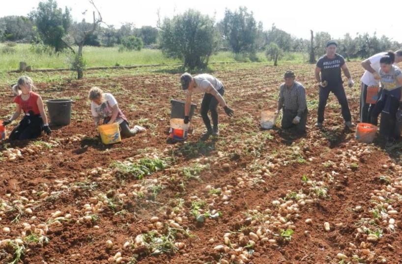Agricoltura in ginocchio, Bellanova: «Anche in Puglia salveremo la filiera della vita»