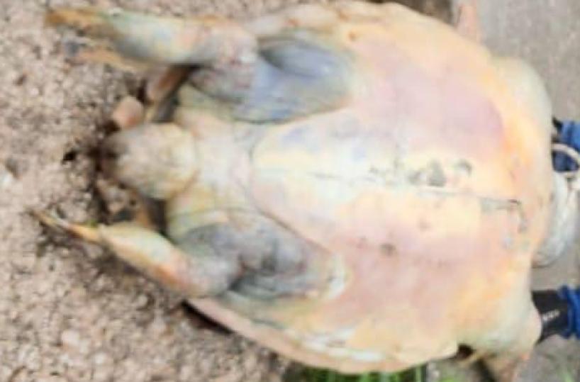  La tartaruga recuperata  a Parco Cimino