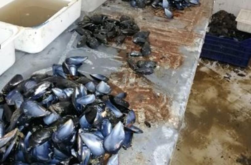 Taranto. sequestrate quasi 5 tonnellate di cozze nocive 