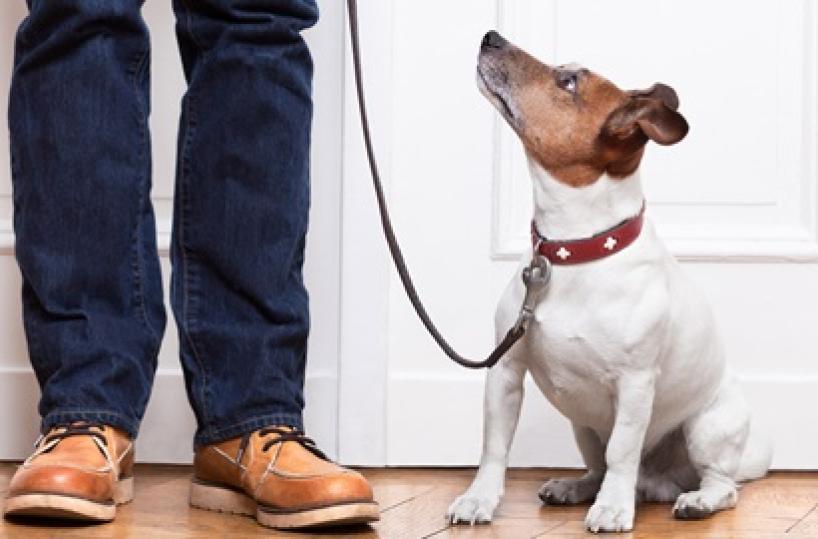 Taranto, la passeggiata col cane? Una copertura per spacciare: arrestato pusher