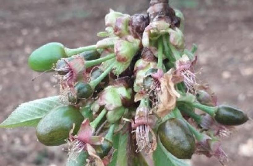 Puglia, distrutto 70% primizie ciliegie dalle gelate di marzo                