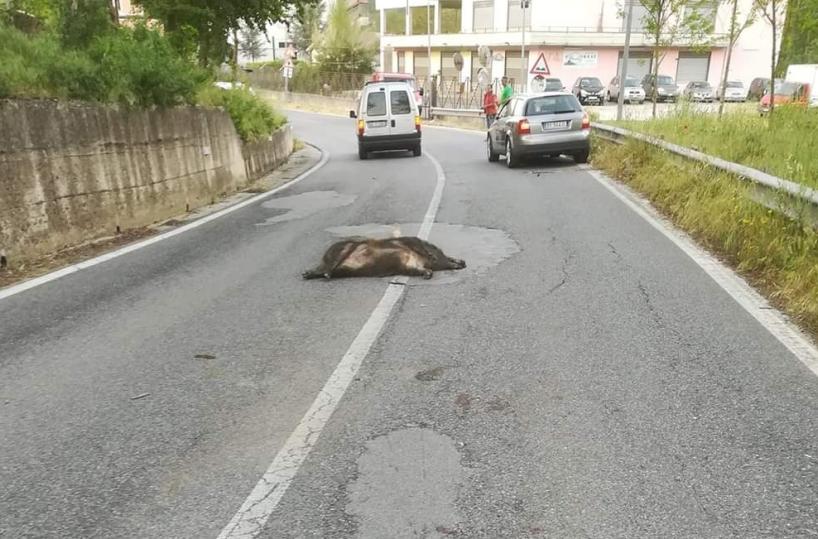 Muro Lucano, sulle strade è ancora allarme cinghiali