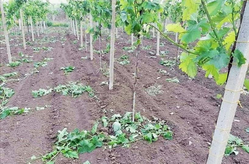 Rutigliano, vigneti di pregio sradicati dal vento
