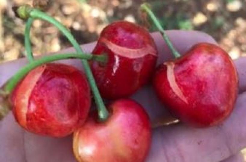 Maltempo Puglia, pioggia e grandine, colpo di grazia alle ciliegie «Ferrovia»