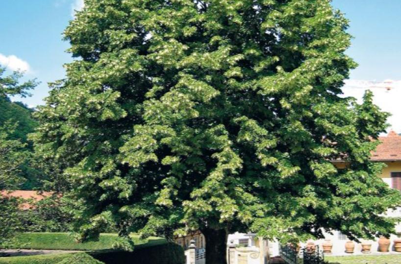 L’albero del ricordo per gli «eroi» dell’epidemia 