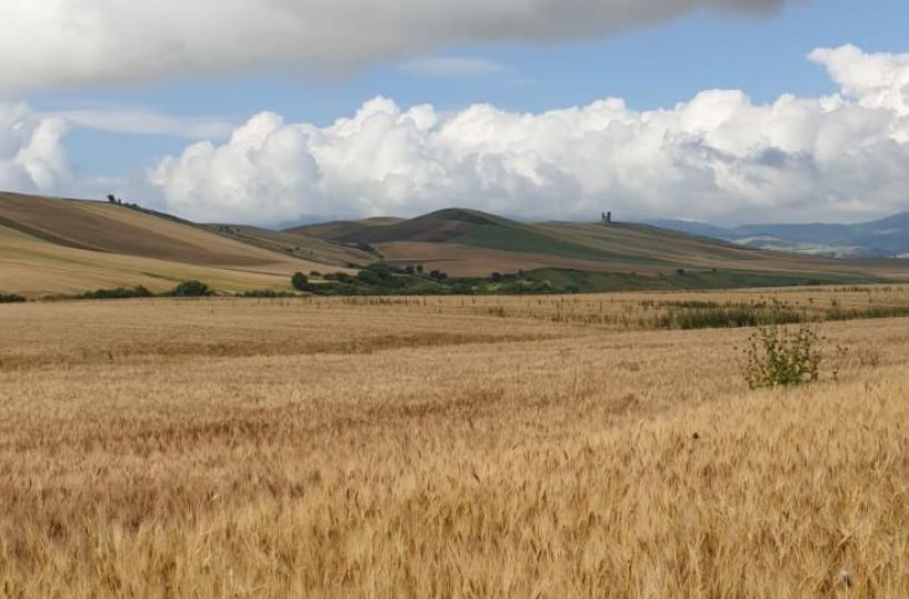 Foggia, si riparte con la mietitura: dai campi spallata al Covid