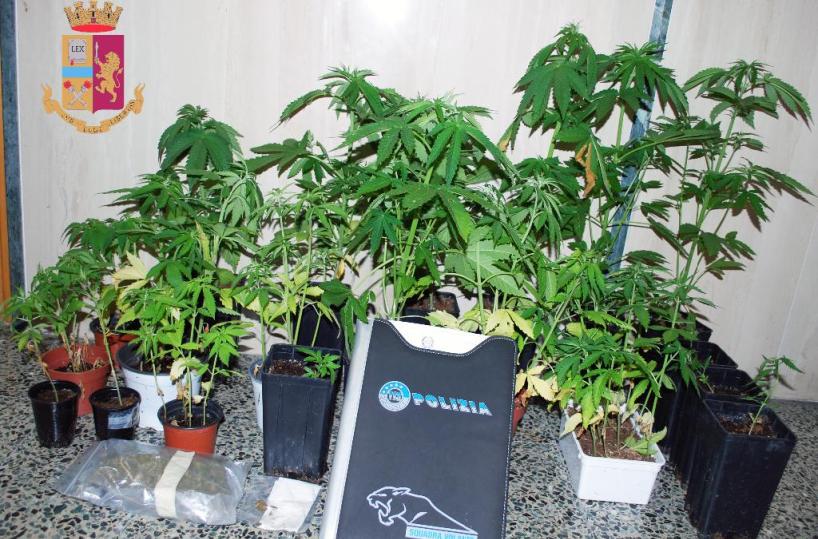 Matera, coltiva la marijuana sul posto di lavoro: arrestato agente di commercio