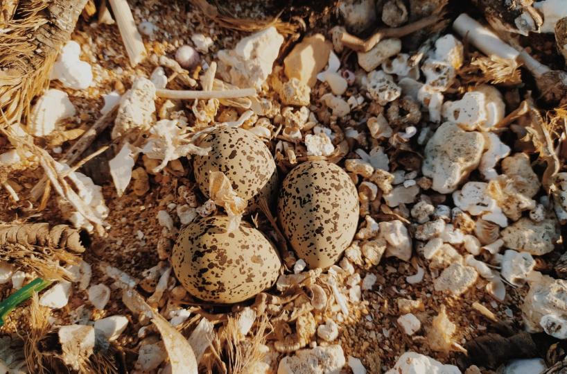 Mola, trovato un nido di Fratino su una spiaggia a Nord: area transennata