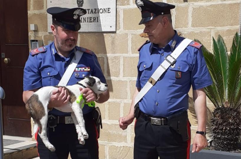 Oria, abbandona cucciolo di cane lanciandolo dal finestrino: denunciato 69enne 