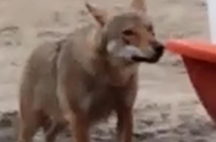 È ufficiale: l'animale che si aggirava sulle spiagge del Salento è un lupo