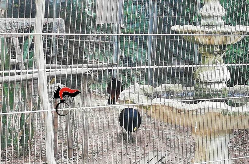 Brindisi, padre e figlia in manette per traffico di fauna selvatica: animali anche imbalsamati