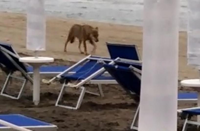 Otranto, lupo azzanna vestito a bimba di 6 anni in villaggio turistico 
