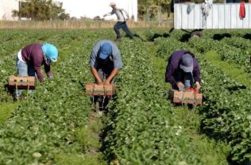 Laterza, immigrati sfruttati nei campi, due in manette 