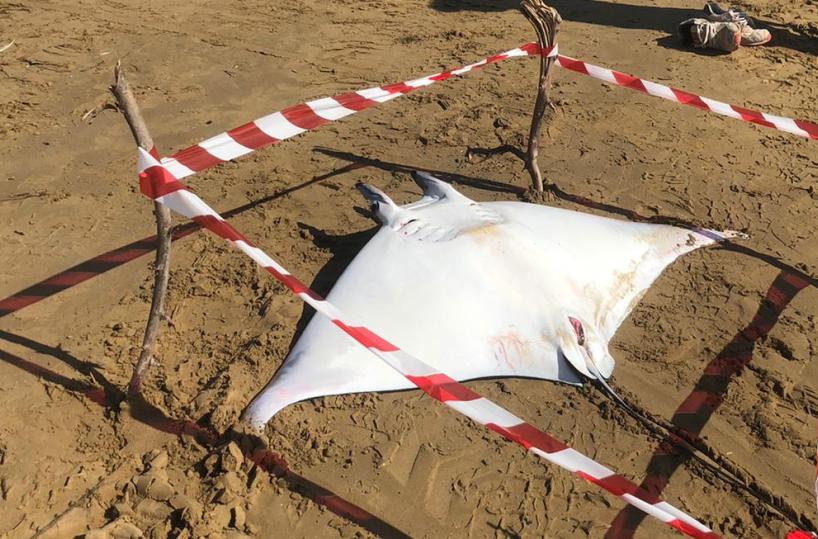 Una manta spiaggiata sulla costa a Vieste