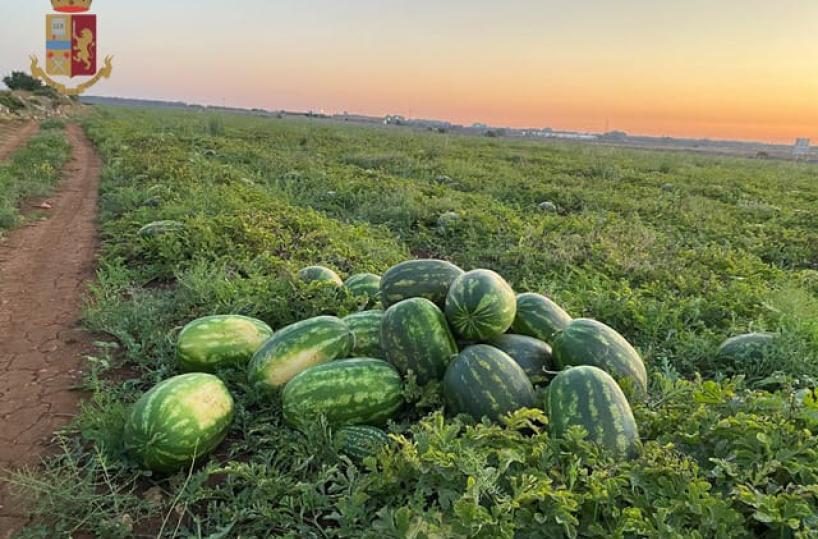 Le campagne in balìa delle bande. Maxi-furto sventato in extremis