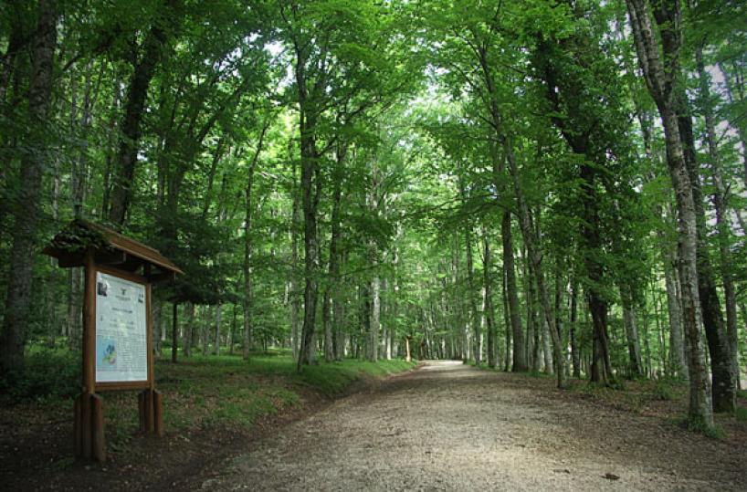 Foresta Umbra, approvato protocollo d'intesa su nuovo presidio Vigili del fuoco