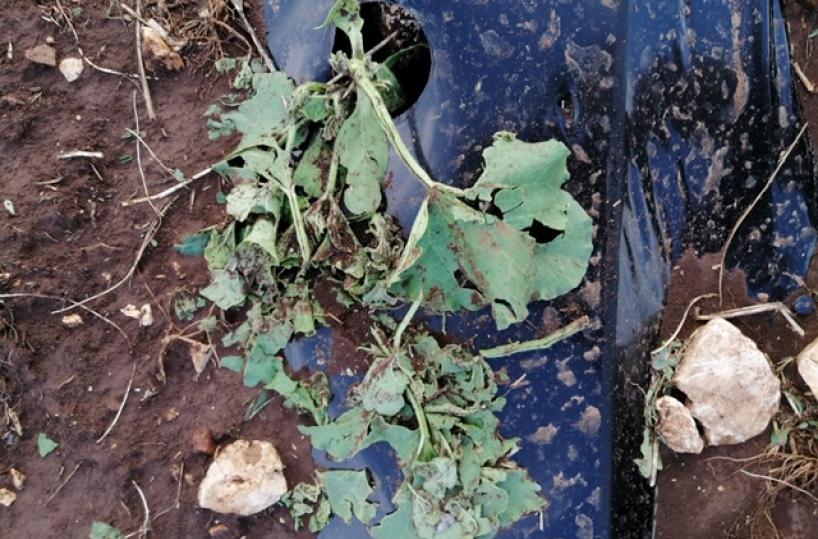 Puglia sferzata da grandine e trombe d'aria: Sos per vigneti, frutteti e grano