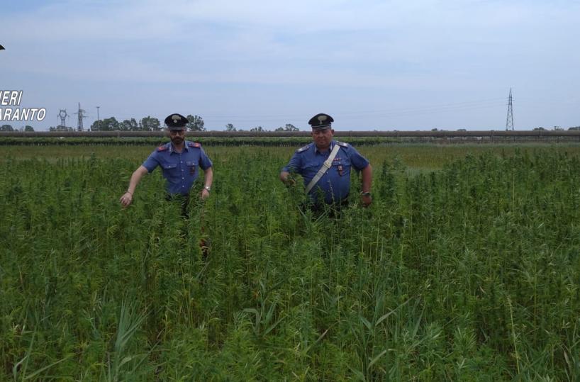 Castellaneta, sequestrato intero terreno coltivato con 70mila piante di cannabis: 4 arresti