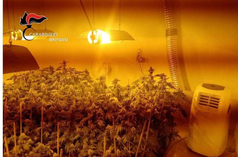 In casa ha una serra di marijuana: un arresto nel Brindisino