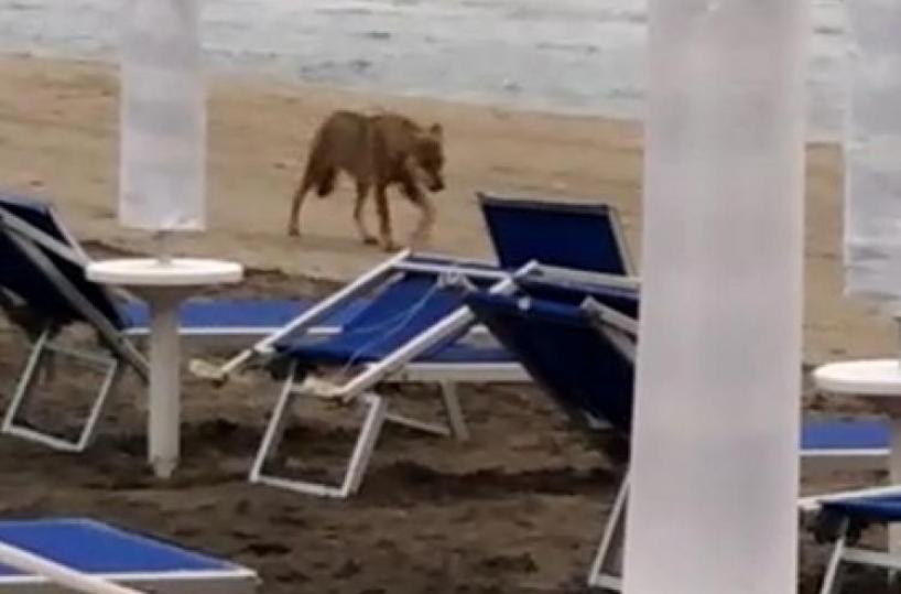 Otranto, torna in azione lupo solitario: aggredita turista mentre fa jogging