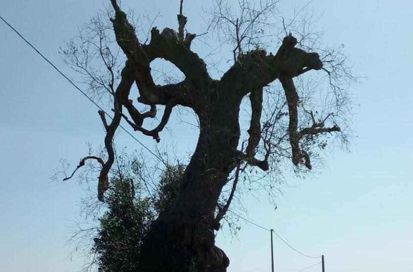 Il secolare “albero del diavolo”