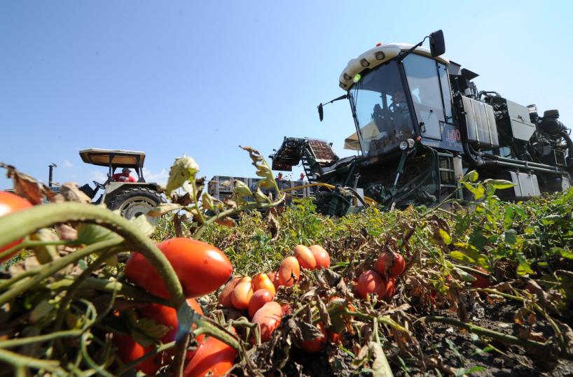 Foggia, poca acqua per il pomodoro, ma gli investimenti tengono