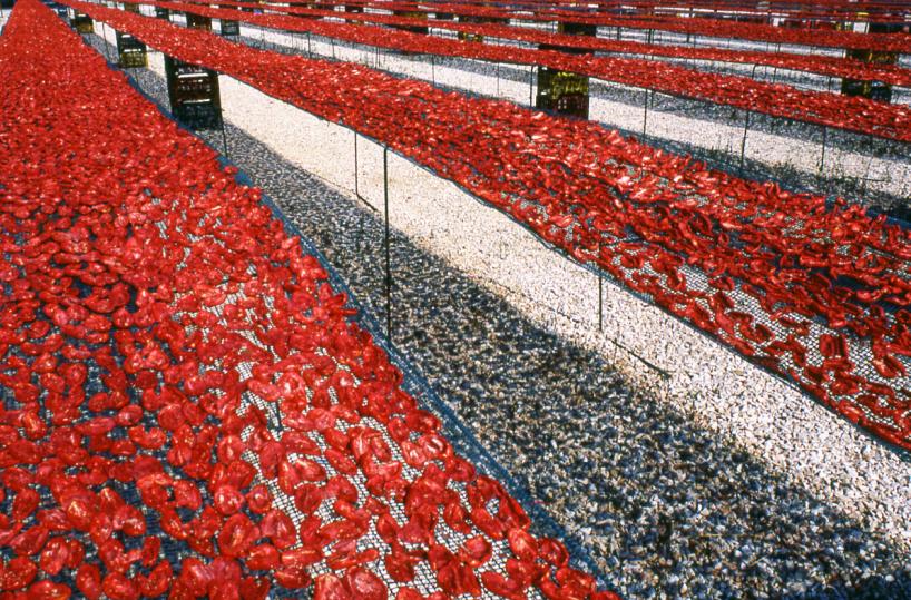 I pomodori secchi metafora della Puglia a energia solare