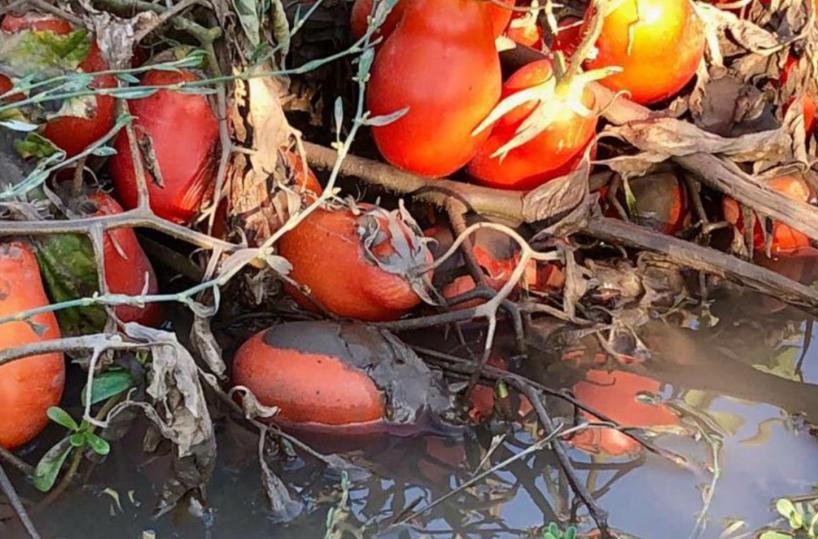 Maltempo a Foggia: danni fino al 70% alla produzione di pomodori, allarme Coldiretti