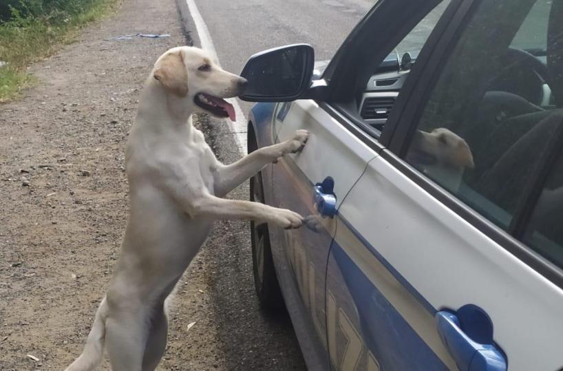 Sos animali: solo in 2 settimane già mille cuccioli abbandonati 