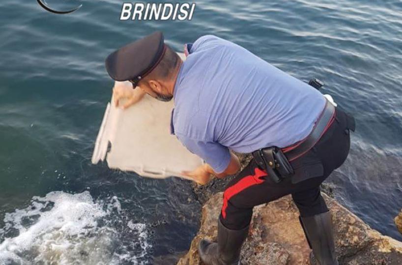 Brindisi, i carabinieri sequestrano 500 ricci a pregiudicato