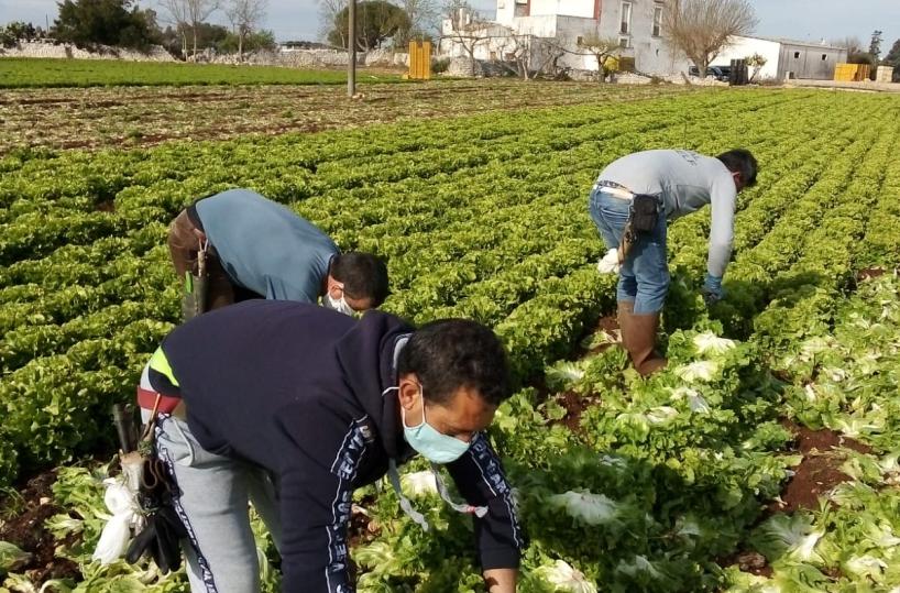 Puglia, presentate 2871 domande di regolarizzazione in agricoltura: solo il 15% 