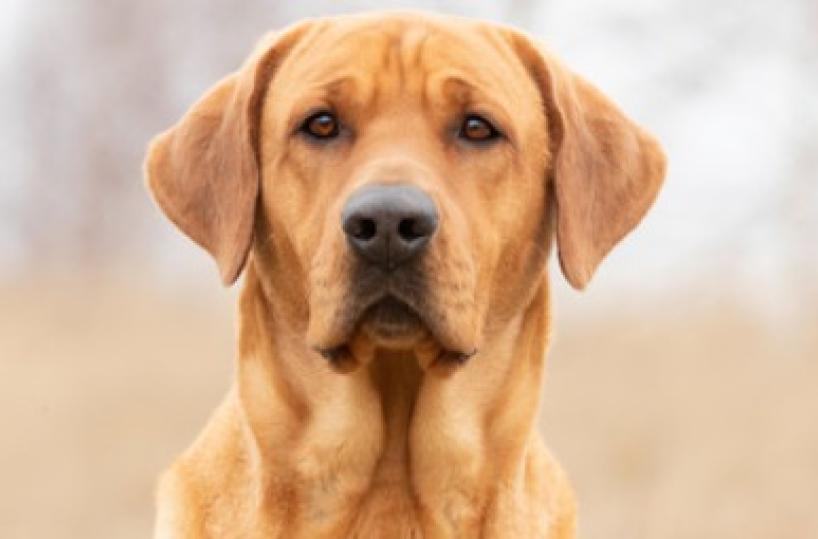 Racale, uccidono cane dandogli esche da pesca in pasto