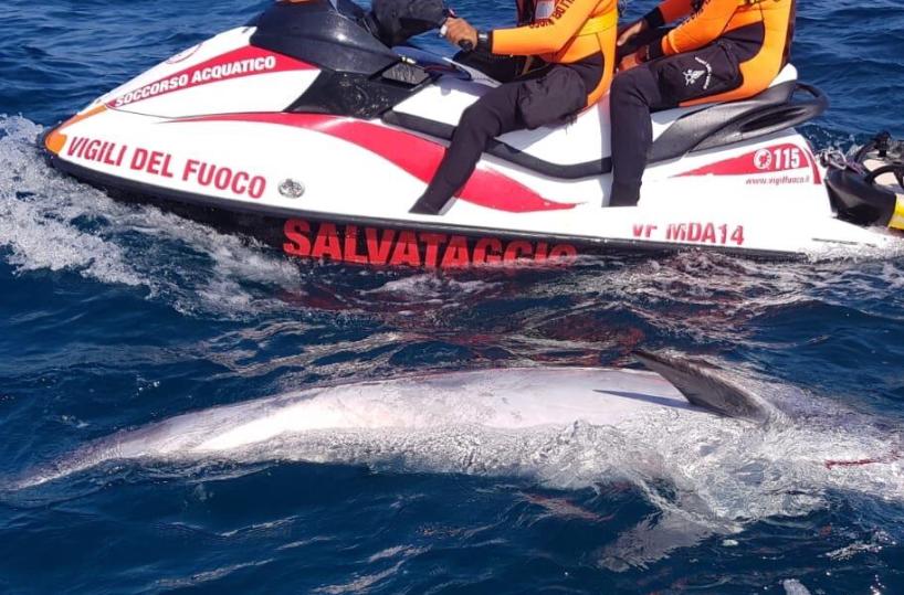 Brindisi, delfino morto recuperato dai pompieri nelle acque dell’Isola di Sant’Andrea