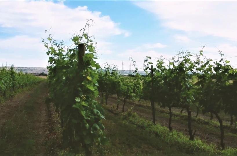 Gioia del Colle, il nostro primitivo destinazione Cina