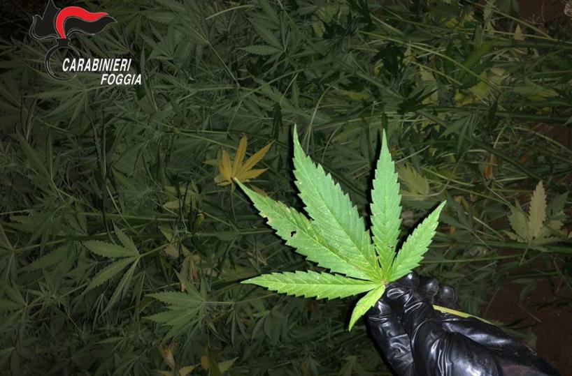 San Marco in Lamis, cc scoprono piantagione di marijuana: arrestato 20enne