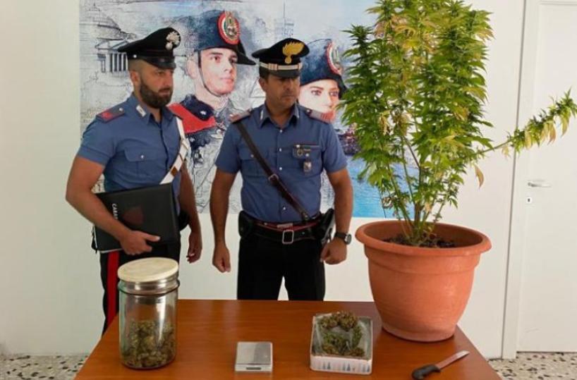 Colobraro, scoperto mentre innaffia pianta di marijuana alta 1,20 metri: arrestato 19enne