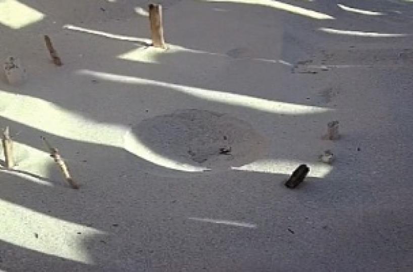 Porto Cesareo, altra schiusa di «caretta caretta»: ne affiorano 72 sulla spiaggia
