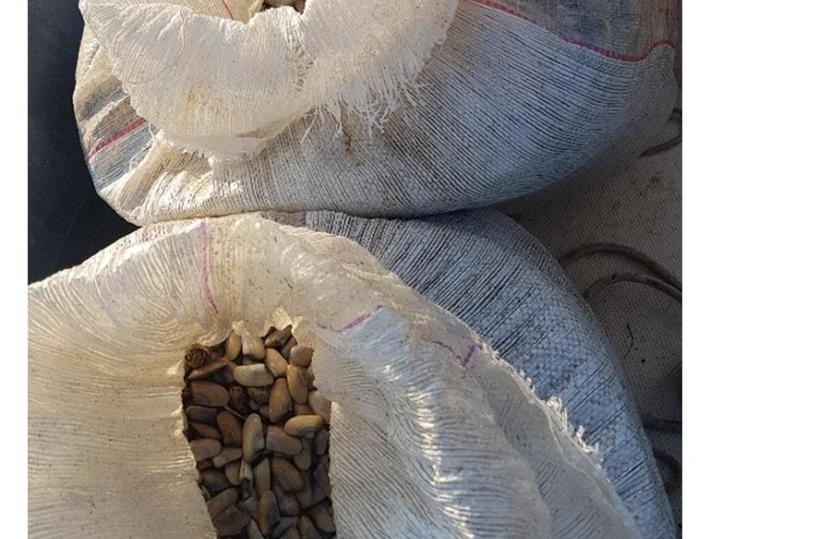 Policoro, pesca di frodo: sequestrati 300 chili di telline