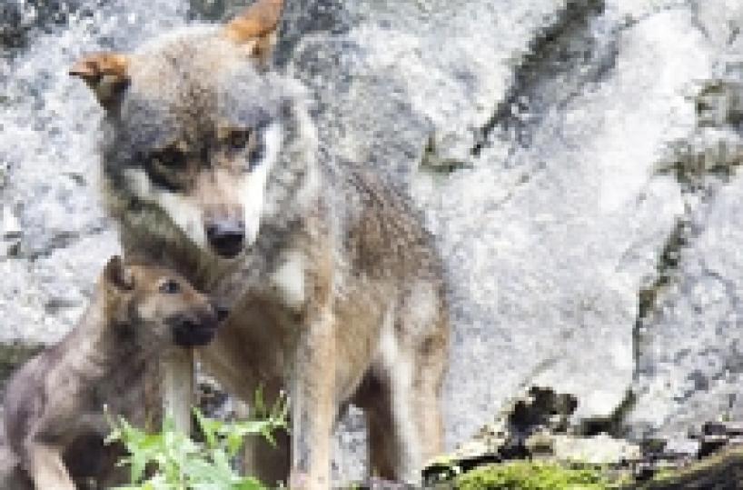 Six Italian wolf cubs born in wildlife reserve