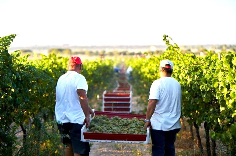 Foggia, «Avvoltoi» sulla vendemmia