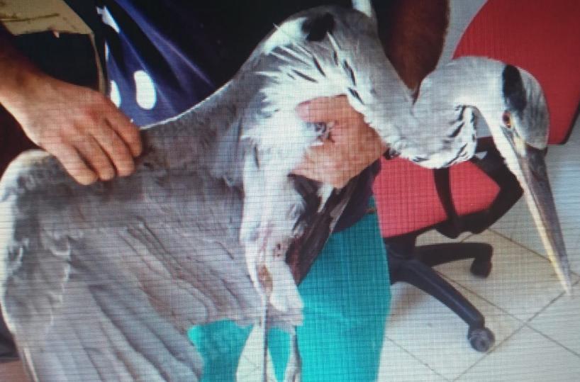 Putignano, Airone cinerino ferito dai bracconieri 