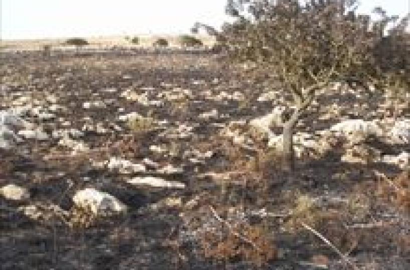 Cerignola, roghi notturni e cattivo odore: proteste dai rioni per l'inquinamento