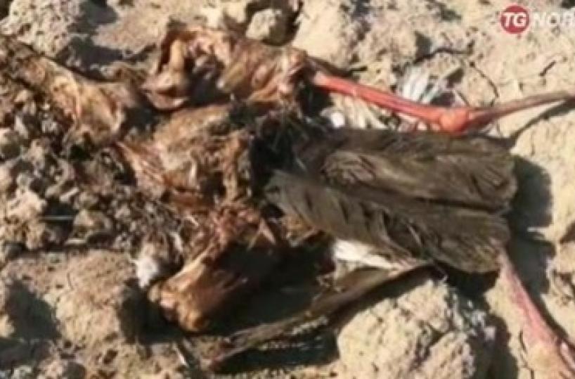 Foggia, la conferma: le rarissime cicogne nere uccise da cacciatori