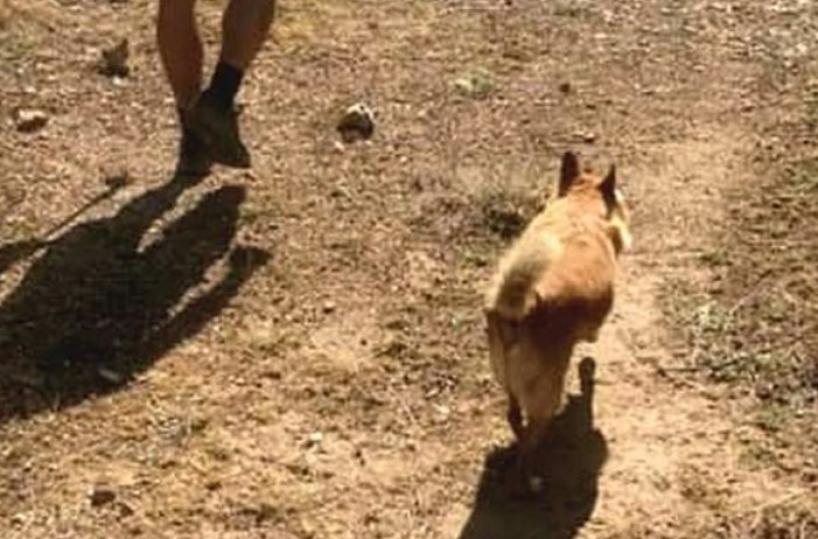 Laterza, il cane Willy che segue i pellegrini