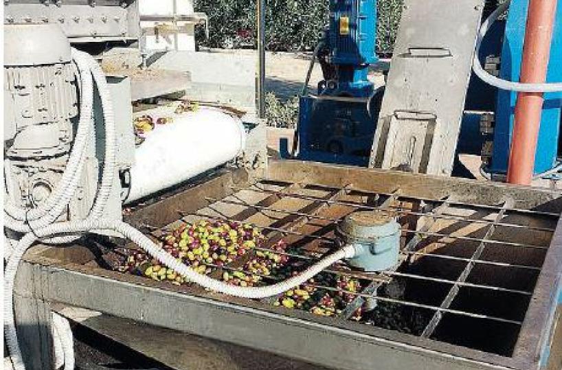 Xylella, dalla «Favolosa» la rinascita dei frantoi: in salento già 500mila piante 