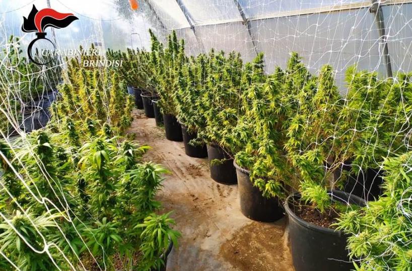 Mesagne, coltivava in una serra oltre cento piante di marijuana: arrestato agricoltore 47enne 