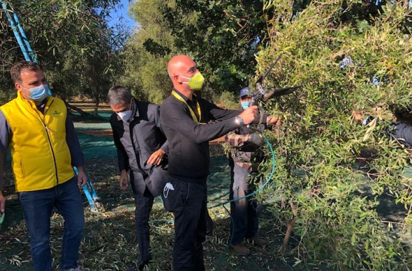 Xylella, l'allarme di Coldiretti: «L'epidemia ha distrutto 1/3 degli ulivi millenari»Al via raccolta olive: produzione di qualità ma in calo