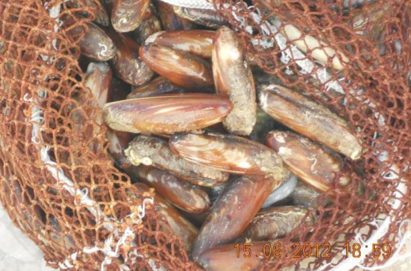 Pesca datteri di mare denunciato 42enne
