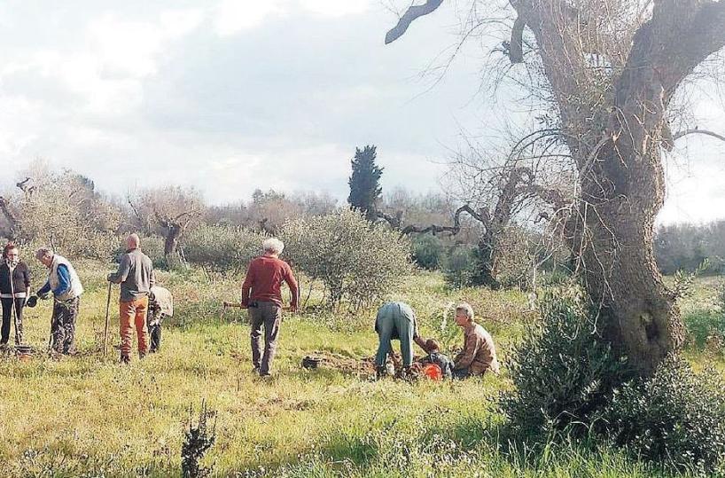 Una speranza verde nel futuro del Salento: piantumati noci, cotogni, fichi, melograni vicino agli ulivi  disseccati