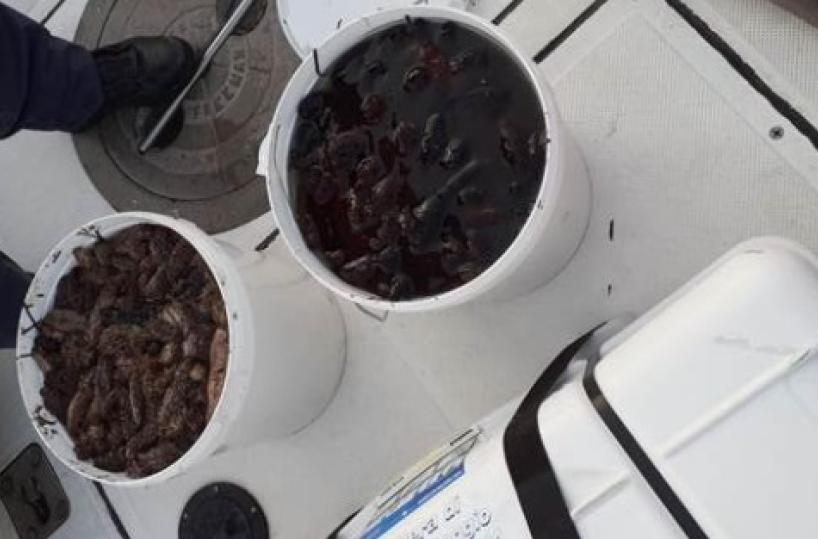 Taranto, Guardia Costiera sequestra 80kg di cetrioli di mare abbandonati da pescatori di frodo